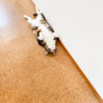 彼との関係にすれ違わない  5つの愛の言語と、魂がほんとうに求めているつながり