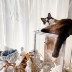 トラウマは行動や感情に現れる──「助けを呼んでいい」と気づいたとき、癒しは始まる